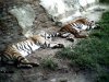 tigers.jpg