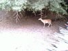 deer.jpg