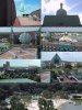 swancollage.jpg