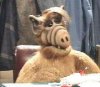 alfshow9.jpg