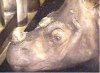 rhino.jpg