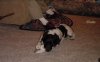 chloe chewing bone.jpg