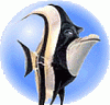gill 1.gif