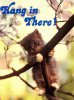 hanginthere_cat.jpg