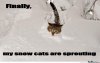 finally-my-snow-cats-are-sprouting_o_148280.jpg