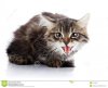 striped-fluffy-hissing-kitten-not-purebred-white-background-small-predator-small-cat-33219861.jpg