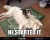 Kitten.jpg
