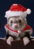 santa-ferret.jpeg