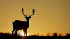 deer-in-the-sunset-animal-hd-wallpaper-1920x1080-24368.jpeg