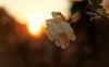 31955-rose-in-the-sunset-1280x800-flower-wallpaper.jpeg