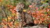 nature autumn season leaves bobcats baby animals 1.jpg