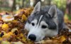 autumn-animals-images_296458.jpg