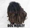 Marley.jpg