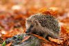 hedgehog_autumn2.jpg