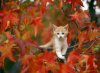 autumn_wallpaper4371.jpg