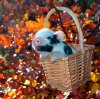 Animals-love-autumn-2.jpg