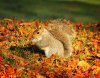 autumn_squirrel_by_chrisdonohoe-d5kcrk3.jpg