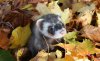 autumn-leaves-in-weasel.jpg