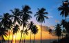 palm-tree-silhouettes-in-the-sunset-28462-1280x800.jpeg