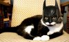 batman cats funny 1440x900 wallpaper_www.wall321.c.jpg