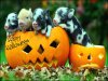 latest-happy-halloween-halloween.jpg
