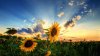 609830-sunflower-field.jpeg