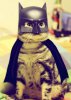 Cat-Bat-Man.jpg