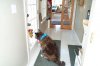 rajah waiting.jpg