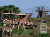kill-a-man-in-a-jar-safaris.gif
