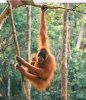 orangutan.jpg
