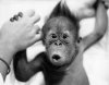 baby orangutan.jpg