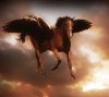 flying creatures_4c1e12d1be457_hires.jpg