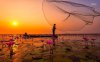 41556-fishing-between-lotuses-1280x800-photography-wallpaper.jpeg