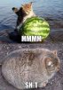 watremelonCat.jpg