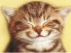happy-cat-1024.jpg