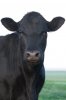 black-cow.jpg