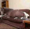 horse on couch.jpg