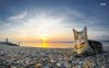 cat-on-a-rocky-sunset-beach-39661-1280x800.jpeg