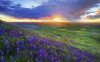 lavender-fild-in-the-sunset-14156.jpeg