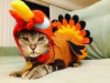 Thanksgiving-Turkey-Cat-Costume.jpg
