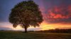 tree-under-the-pink-sky-nature-hd-wallp.jpg