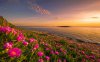 Flowers-At-Sunset-2560x1600.jpeg