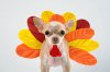 dog_dressed_as_turkey_01.jpg