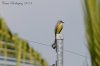 DSC_2130_DxO.jpg