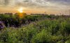 37071-purple-flowers-at-sunset-1280x800-nature-wal.jpg