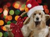 Christmas-Cute-Dog.jpg