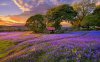 sunset-on-the-flower-field-34238.jpg