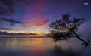 purple-sunset-above-the-water-tree-39168-1280x800.jpg