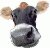cow_head_5.tif.gif