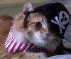 chester halloween pirate.jpg